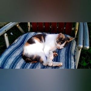 Meet your Posher, Cheyenne